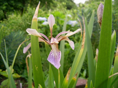 Iris foetidissima PIC_0532.JPG