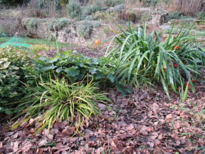 Iris foetidissima 20141225_04.JPG