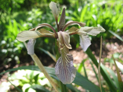 Iris foetidissima Citrina 20090603_01.JPG
