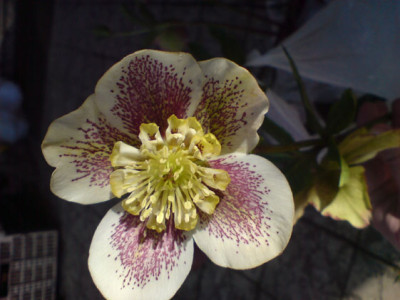 beates_helleborus1.JPG