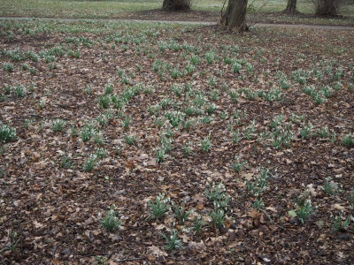Galanthus 2012 14.3.18 ue.JPG
