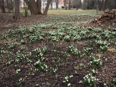 Leucojum 14.3.18 ue.JPG