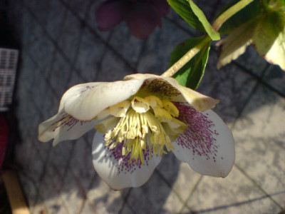 beates_helleborus2.JPG