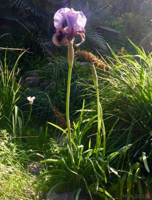 Iris kirkwoodiae hyb _Habitus_18-03-14.jpg