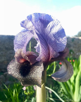 Iris kirkwoodiae hyb _Bluete_18-03-14.jpg