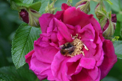 Rose-MojeHammarberg-15-1.jpg