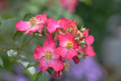 Rose Juanita0215.JPG