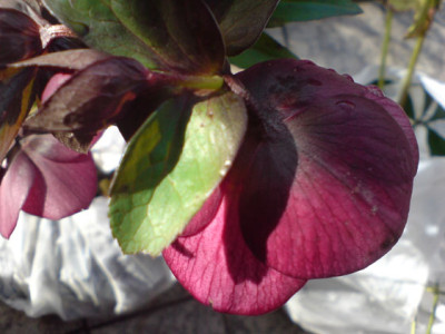 beates_rote4.JPG