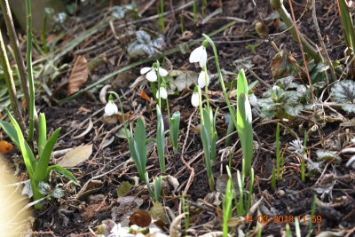 Galanthus 003.JPG