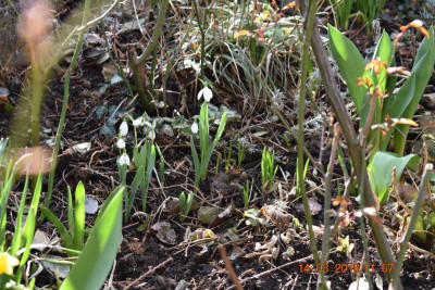 Galanthus 001.JPG