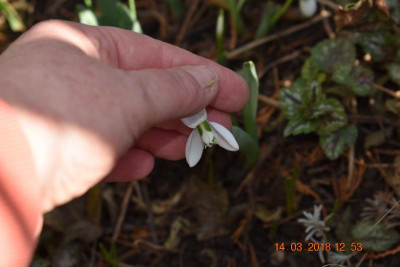 Galanthus 016.JPG