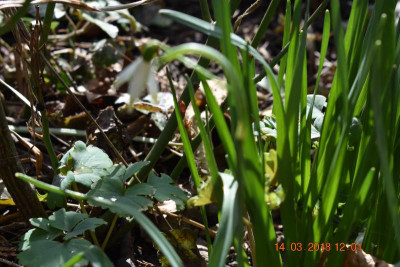 Galanthus 007.JPG