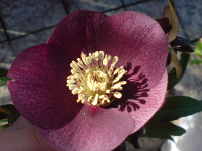 beates_rote3.JPG
