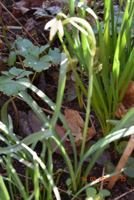 Galanthus 019.JPG
