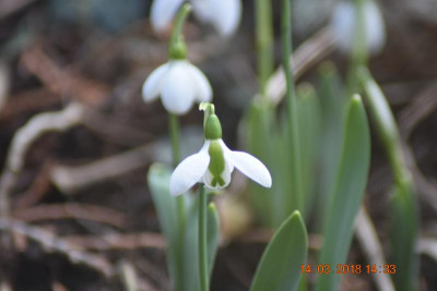 Galanthus 026.JPG