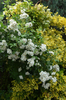 Rosa_multiflora_nana.17-1.jpg