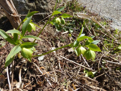 Helleborus_dumetorum (4).jpg
