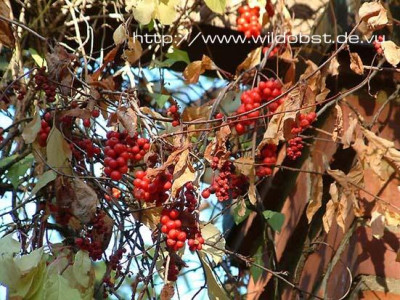 Schisandra-Fruechte.jpg