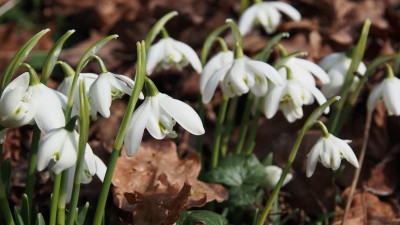 39 Galanthus Major Pam P2140506.JPG