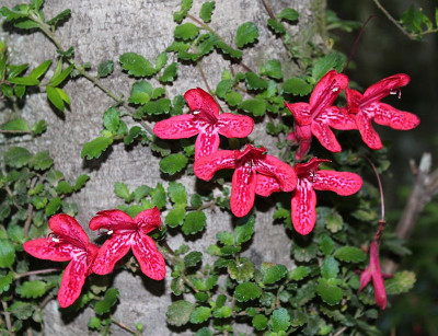 Asteranthera ovata2.jpg