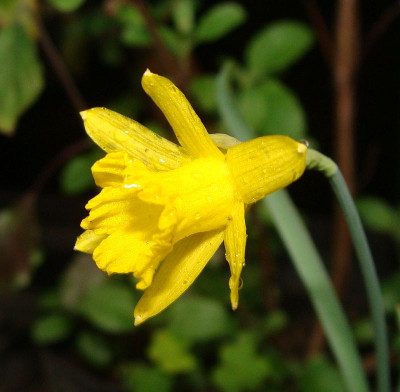 Narcissus asturiensis.jpg