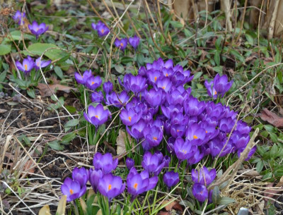 Crocus-RubyGiant.18-2.jpg