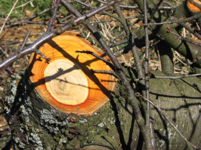 BAUM_II_SO_0403.jpg