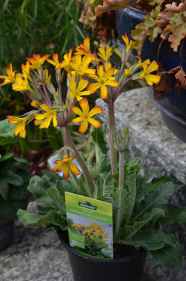 Primula-OakLiefYellowPicotee.18-1.jpg