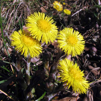 HUFLATTICH_SO_0403.jpg