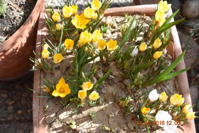 Galanthus 004.JPG