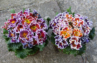 2018-03-15 Primula.jpg