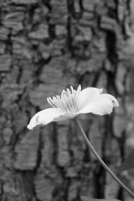 clematis-mont-1-sw.jpg