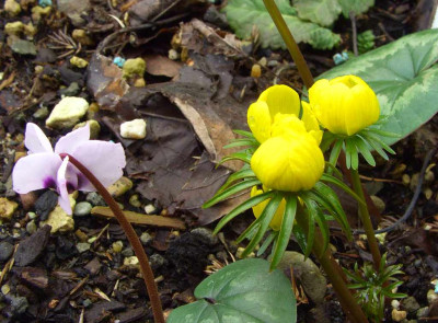 Eranthis_cilicica_und_Cyclamen_coum.jpg
