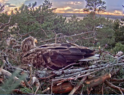 Seeadler 15.03.18.PNG