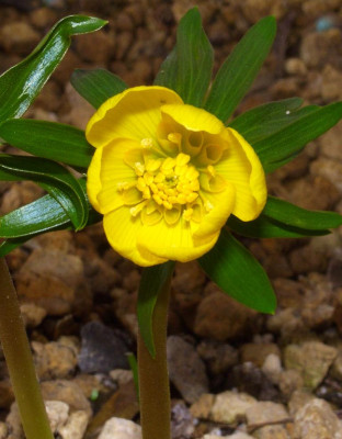 Eranthis_x_tubergenii_01.jpg