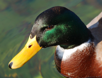 Ente-Palmengarten.jpg