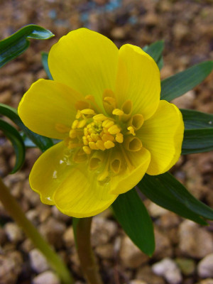 Eranthis_x_tubergenii_02.jpg
