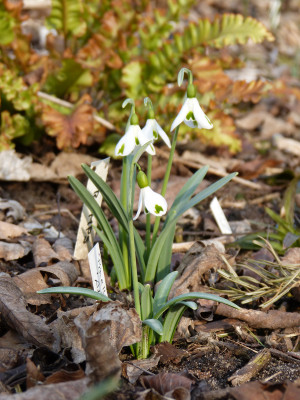 2018-03-15 Galanthus 'Trymposter' - 'Trumps'.jpg