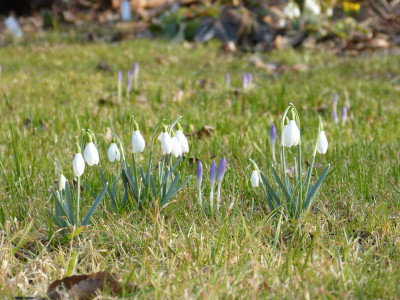 2018-03-15 Gartenimpressionen 1.jpg