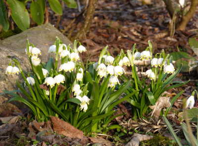 2018-03-15 Gartenimpressionen 3.jpg
