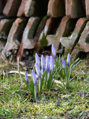 2018-03-15 Gartenimpressionen 5.jpg
