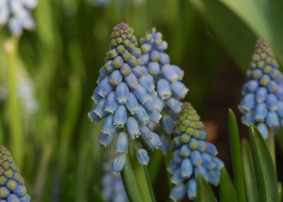 Muscari-0307.jpg