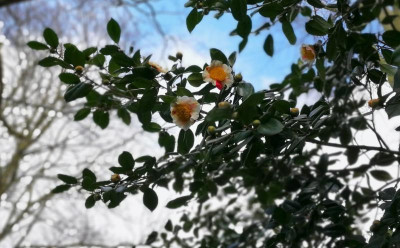 IMG_20180314_105106 Camellia japonica Kyo Nishiki.jpg