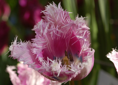 gefranste-Tulpe.jpg