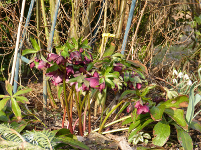 2018-03-15 Helleborus 'Roter Januar.jpg