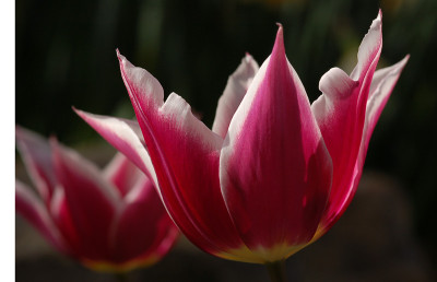 Tulpe-Palmengarten-0307.jpg