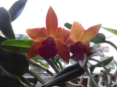 cattleya.JPG