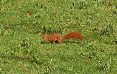 Rote-Aufloesung.jpg