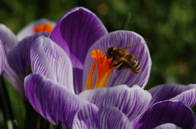 Krokus-mit-Biene.jpg