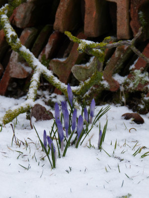 2018-03-16 Gartenimpressionen 2.jpg